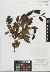 Foto von Salix mielichhoferi Saut.